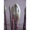 patinierter Gips - Handknospen